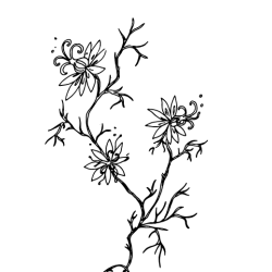 Nigelles de Damas