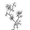 Nigelles de Damas