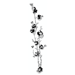 Fleurs de coton Bleu givré